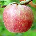 千秋（せんしゅう）という品種のりんごの写真