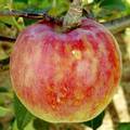 藤牧（ふじまき）という品種のりんごの写真