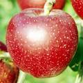 秋映（しゅうえい）という品種のりんごの写真