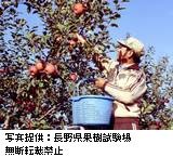 男性がバケツを持ってりんごの収穫をしている写真