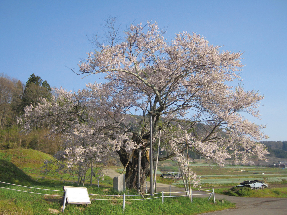 黒川桜林2.jpg