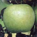 祝（いわい）という品種のりんごの写真