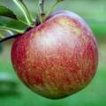 つがるという品種のりんごの写真
