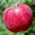 高嶺（たかね）という品種のりんごの写真