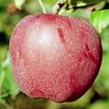 スターキングデリシャスという品種のりんごの写真