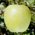 ゴールデンデリシャスという品種のりんごの写真