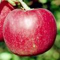 紅玉（こうぎょく）という品種のりんごの写真