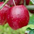 アルプス乙女という品種のりんごの写真