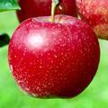 陽光（ようこう）という品種のりんごの写真