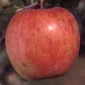 ハックナインという品種のりんごの写真