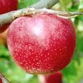 ジョナゴールドという品種のりんごの写真