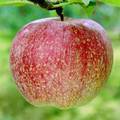 世界一という品種のりんごの写真