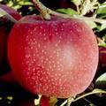 北斗という品種のりんごの写真