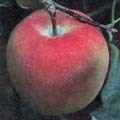 むつという品種のりんごの写真