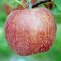 ふじという品種のりんごの写真