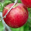 シナノスイートという品種のりんごの写真