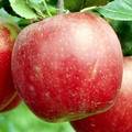 シナノレッドという品種のりんごの写真