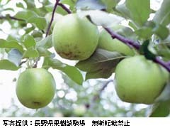 青りんごが木になっている様子