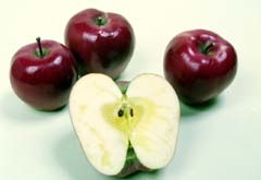 ツヤのある3玉のりんごとその手前に半分に切られた半玉のりんごが映った写真