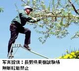 男性が脚立に登り、木の枝の花摘みをしている様子