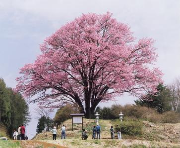 桜の木