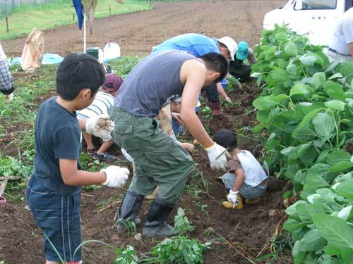 子供と大人が一緒にジャガイモの収穫作業をしている写真
