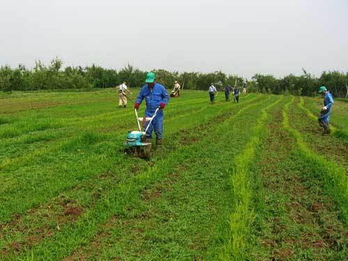 粟・黍の畝間の除草作業をしている写真