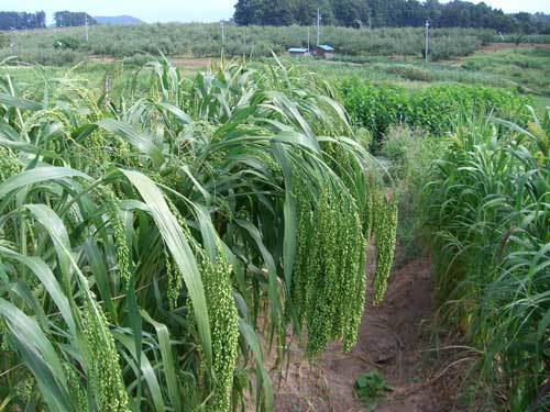 黍の収穫間際の写真