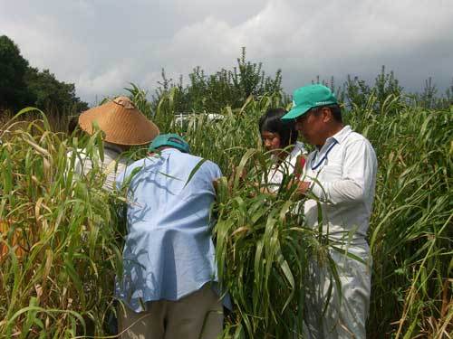 黍の収穫作業時の写真