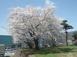 ◆P4210008.JPG