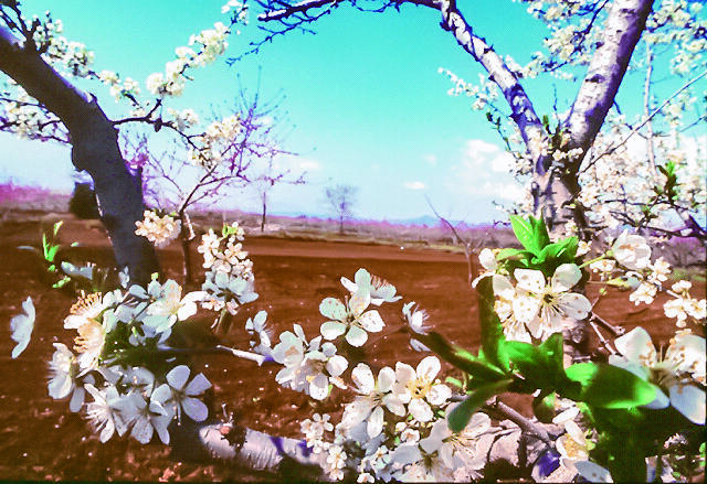 北信五岳道路沿リンゴ畑