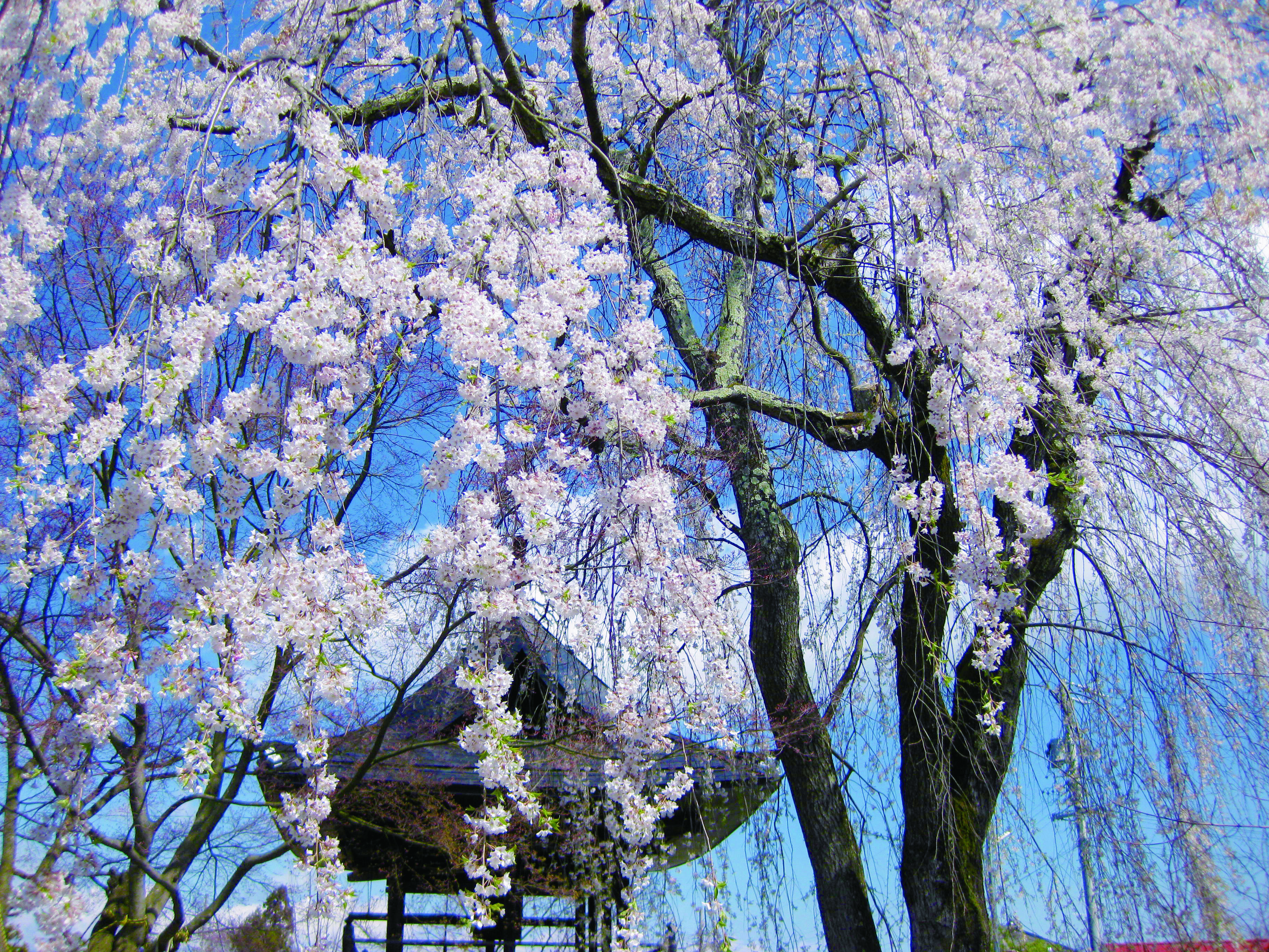 長谷寺シダレ桜
