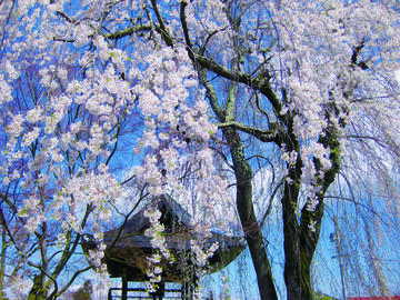 長谷寺ノシダレ桜飯綱町pm26.jpg