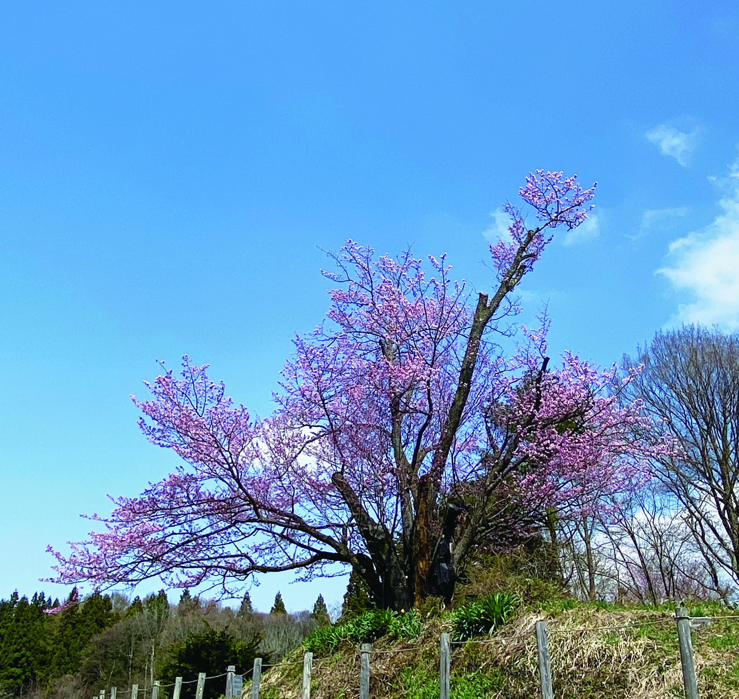 地蔵久保の大山桜
