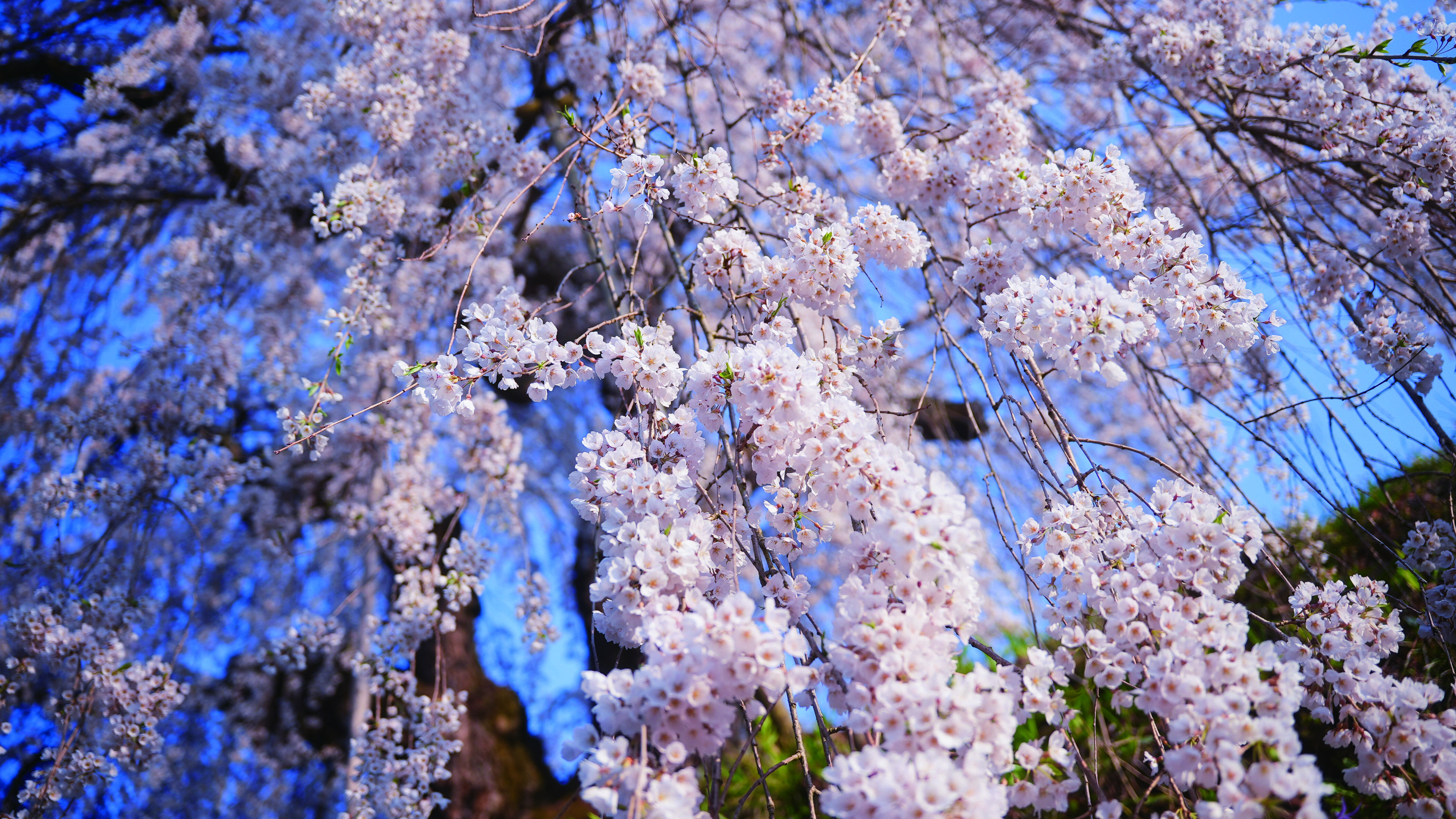袖之山シダレザクラ