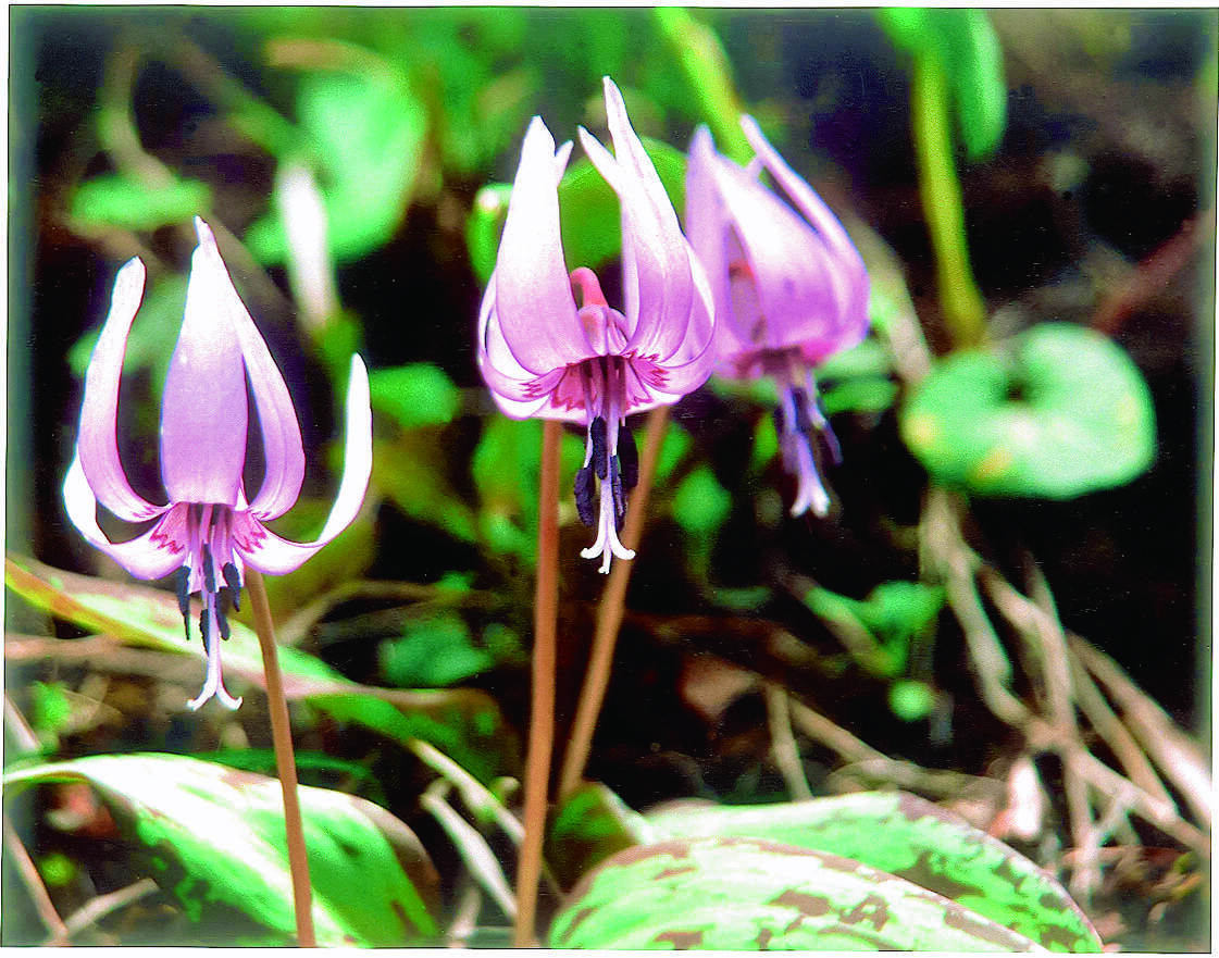 上赤塩カタクリ群生地