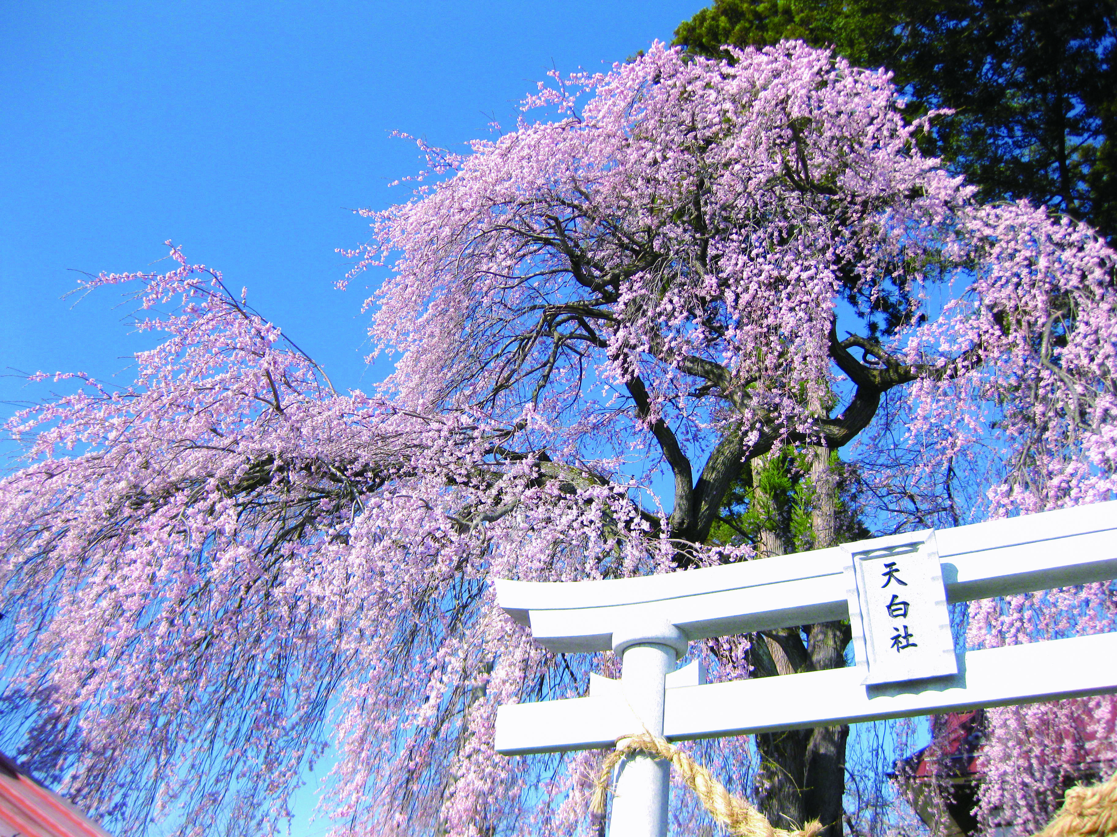 黒川天白社シダレザクラ
