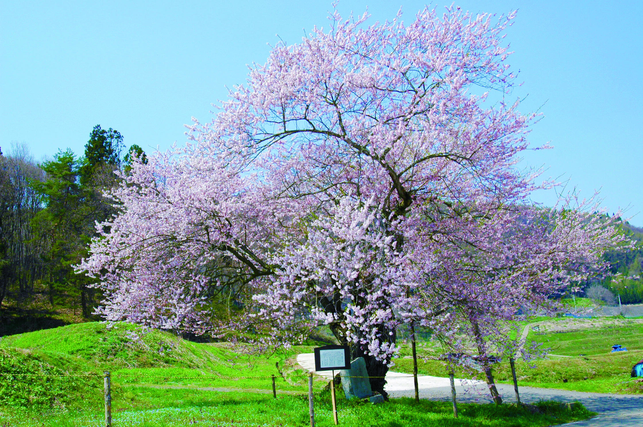 黒川桜林エドヒガン