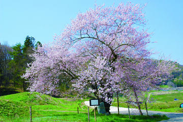 黒川桜林ノエドヒガン飯綱町pm26.jpg