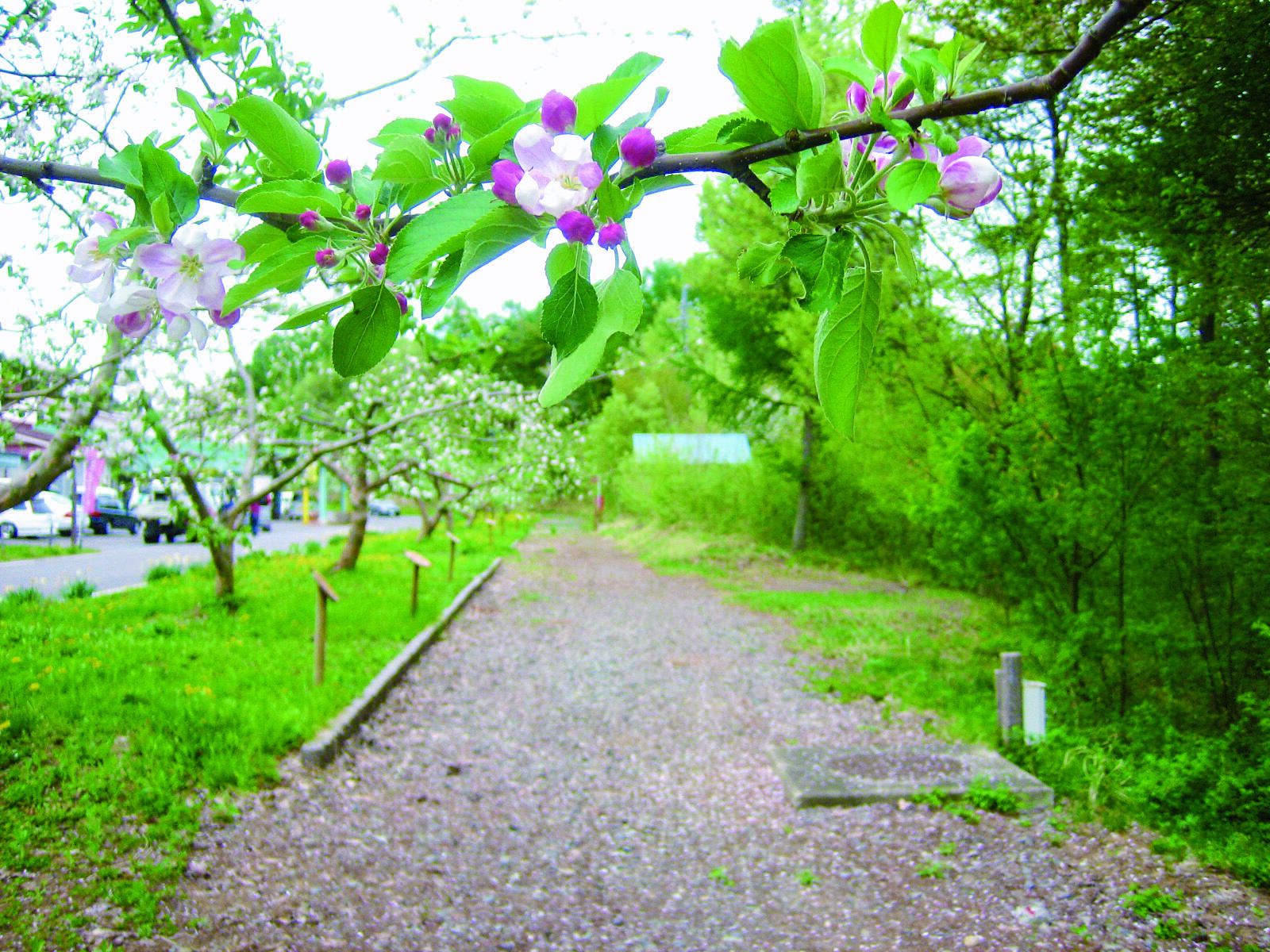 ニュートンリンゴ並木（いいづなアップルミュージアム）